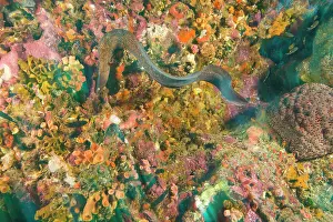 Surin: Moray Eel, scuba diving at Richelieu Rock