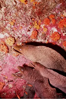 Ugly: MORAY EELS - Three