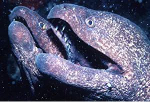 Jaws: MORAY EELS - pair, close up of heads