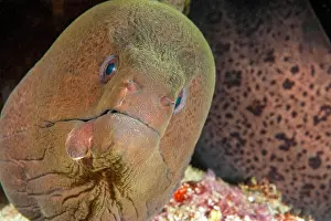 Moray: Moray giant moray (Gymnothorax javanicus) gazing