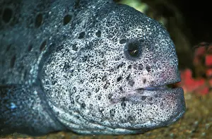 Monster: Moray, Head of Adult