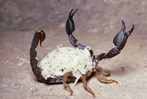 Scorpions: Mordant Scorpion - with 28 young