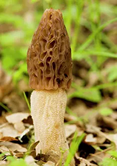 Esculenta: Morel - Edible spring fungus in woodland