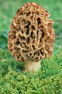 Morel: Morel FUNGI