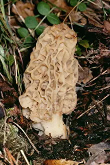 Morel Fungi