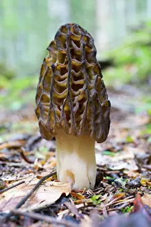 Morel: Morel Fungus
