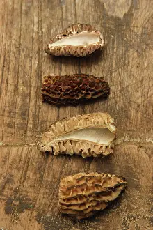 Esculenta: Morel