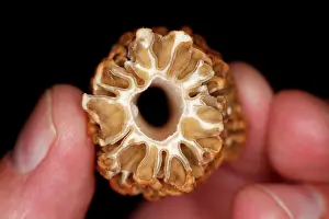 Saprophyte: Morel Mushroom Cross Section