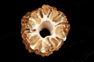 Saprophyte: Morel Mushroom Cross Section