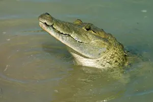 Morelet: MORELETIS / Belize CROCODILE