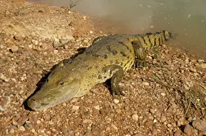 Morelet: MORELET'S / Belize CROCODILE