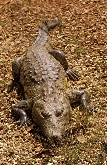 Morelet: Morelet's / Belize Crocodile - resting