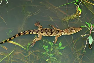 Morelet: Morelet's Crocodile