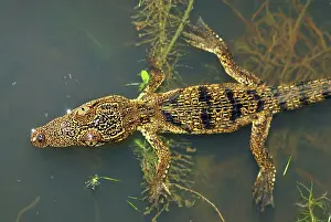Morelet: Morelet's Crocodile