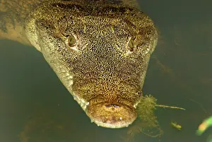 Morelet: Morelet's Crocodile