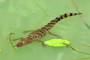 Morelet: Morelet's Crocodile