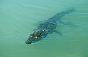 Morelet: MORELET'S CROCODILE