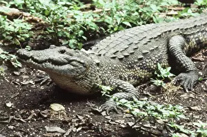 Chiapas: Morelet's Crocodile