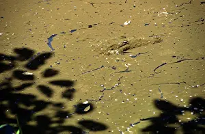 Centla: Morelet's Crocodile