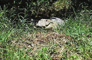 Centla: Morelet's Crocodile