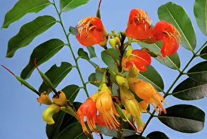 Moreton: Moreton Bay Chestnut / Black Bean Tree