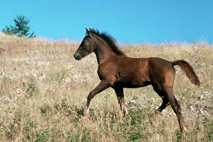 Morgan: Morgan Horse Yearling Running