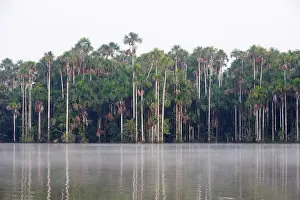 Flexuosa: Moriche Palm
