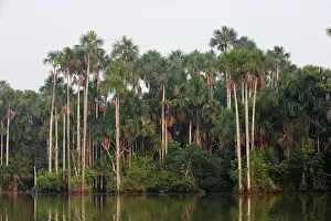 Flexuosa: Moriche Palm