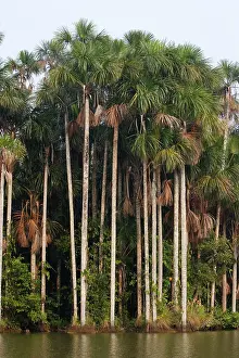 Flexuosa: Moriche Palm