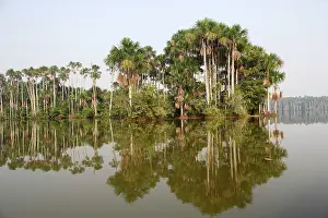 Flexuosa: Moriche Palm