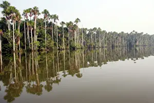 Flexuosa: Moriche Palm