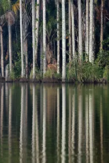 Flexuosa: Moriche Palm - at the edge of Lake Sandoval