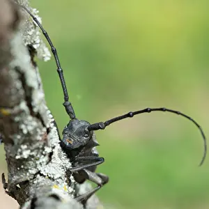 Asper: Morimus asper funereus (Morimus asper funereus)