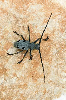 Asper: Morimus asper funereus (Morimus asper funereus)