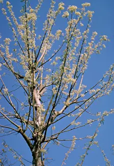 Horseradish: Moringa Oleifera - also known as Horseradish Tree