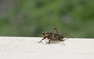 Simplex: Mormon Cricket (Anabrus simplex)