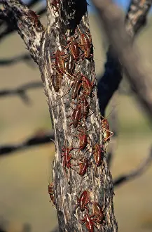 Nevada: Mormon Cricket Invasion