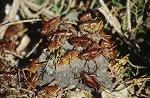 Nevada: Mormon Cricket invasion, Nevada, 2002