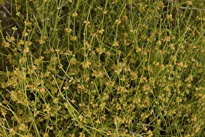 Mormon: Mormon Tea - in flower