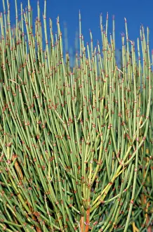 Mormon: Mormon Tea - is a medicinal / herbal confier plant