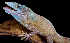 Morne: The Morne Constant Anole, Anolis ferreus