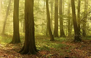 Lights: Morning atmosphere in the deciduous forest