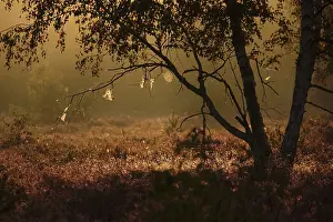 Heaths: Morning atmosphere in a heath landscape