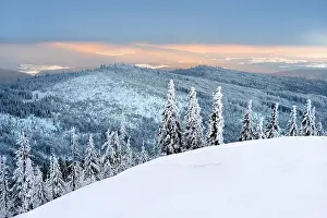 Spruces: Morning atmosphere, snow-covered spruces on the