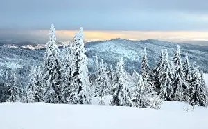 Spruces: Morning atmosphere, snow-covered spruces on the