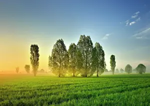 Unstrut: Morning atmosphere in Unstrut Valley, poplars on