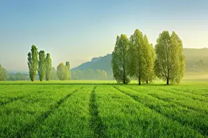 Unstrut: Morning atmosphere in Unstrut Valley, poplars on