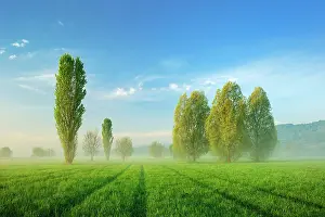 Unstrut: Morning atmosphere in Unstrut Valley, poplars on