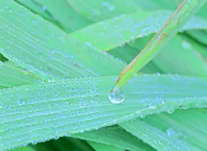 Blades: morning dew - blades of grass covered with drops