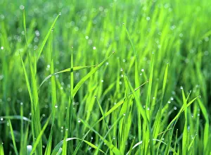 Blades: Morning dew - dewdrops on blades of grass in the morning